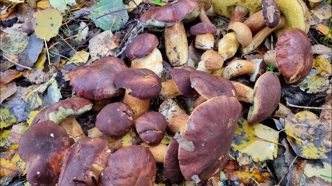 Wysyp grzybów 🍄‍🟫🍄‍🟫 Idziemy  na grzybobranie 🍄‍🟫🍄‍🟫 👋👋 Zobaczcie jakie piękne okazy 👋🍄‍🟫