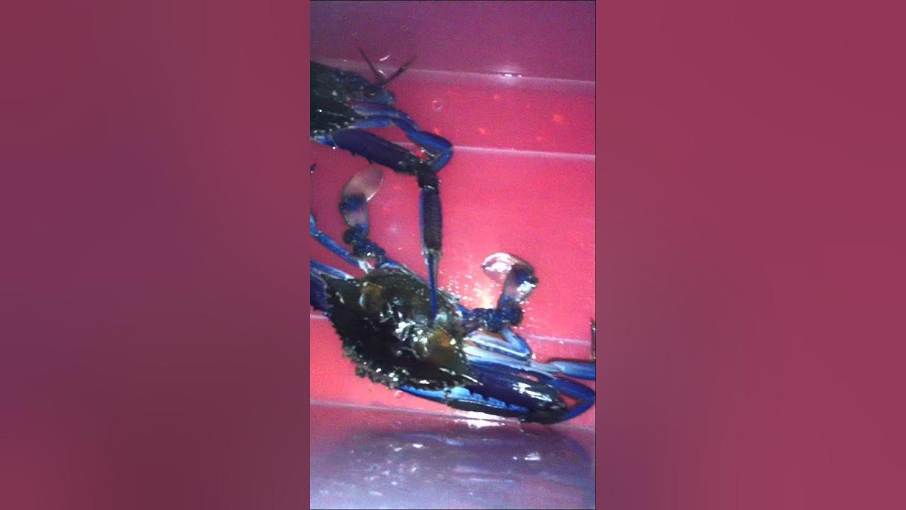 Biggest Blue Swimmer Crabs Ever YouTube