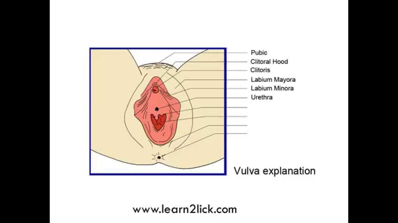 How To Find The Clitoris Vagina And Hymen Youtube