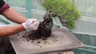 bonsai pine 盆栽 植え替え 貴風黒松 - YouTube