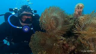Soverato sommersa - gli spirografi del Parco marino "Baia dell'ippocampo"