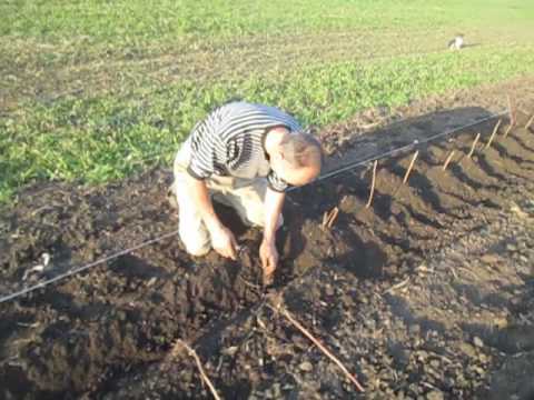 Video: Kako saditi maline u jesen: korak-po-korak vodič