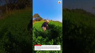 Smart Battery Grass Cutter Tools – 24V Portable Farming Tool That Harvests Fast