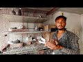 Pigeon in khandwa || karan bhai ke foster pair || fancy kabootar