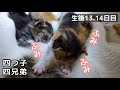 【生後13.14日目】ミケちゃんのふみふみしながらおっぱいを飲む姿が可愛すぎるww