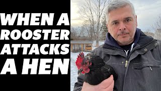 Monica vs. The Rooster: How We Stopped a Bully in Our Flock!