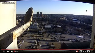 Peregrine Networks Live Peregrine Falcon Feed3 (Manchester, NH, USA)