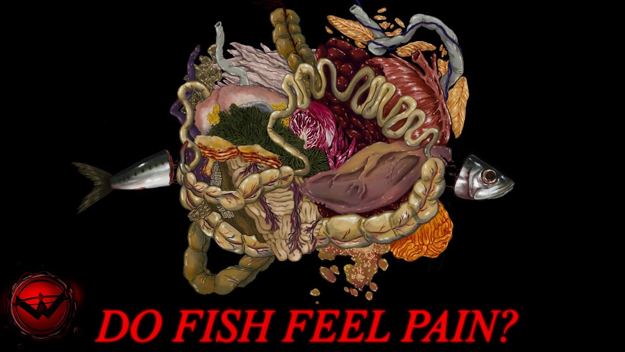 How Fish is Made - YouTube