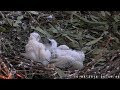 White Bellied Sea Eagle Cam ~ Beak Kisses & Cuteness Correct Video 8.16.18