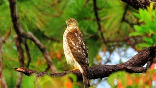 Cooper's Hawk  Blue Jays and Squirrels Sound Panic Alarm!