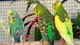 9 Hr Budgies Chirping Talking Singing Parakeets Sounds Reduce Stress , Relax to Nature Bird Sounds by Beel Pet Budgie Sounds  1,175 views 2 weeks ago 9 hours, 9 minutes