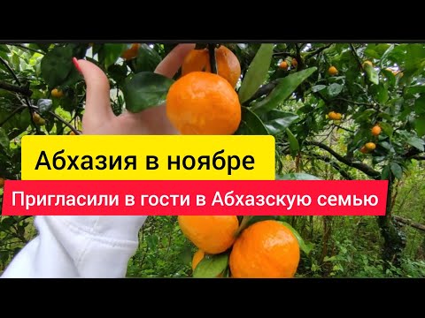 Сбор урожая в Абхазии. Сезон мандарин и хурмы открыт. Абхазия в ноябре. Абхазия 2023