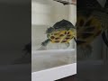 小斑龜屁屁對著鏡頭的泳姿 Achy Breaky Heart #turtle #pets #cute #funny