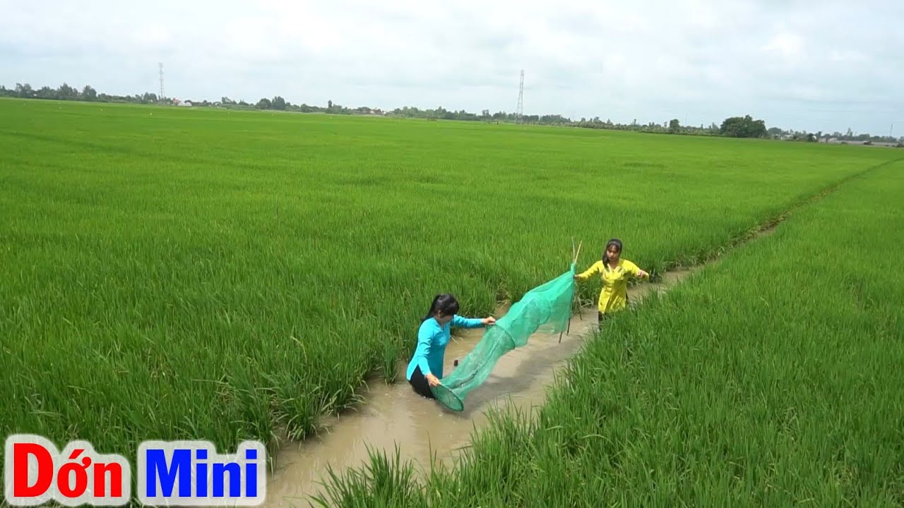 Đặt DỚN CÁ MINI Trên Rãnh Nước Ruộng, Kết Quả Chảo Cá... - youtube