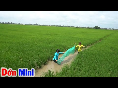 Video Đặt DỚN CÁ MINI Trên Rãnh Nước Ruộng, Kết Quả Chảo Cá... - youtube