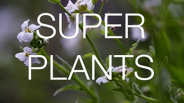 Superplants - How to make money by saving the environment Documentary Trailer