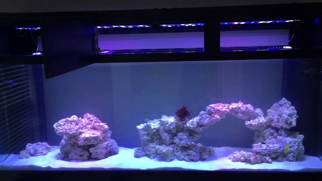 russ s reef build