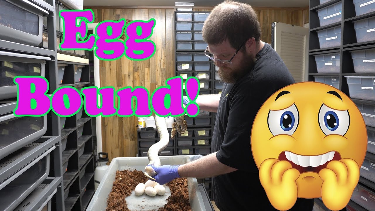 skins exclusivas fortnite Enchi Butter Ball Python Egg Bound - Palpate a Snake! Can We Save Her?