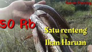 Ikan Haruan Selami Manfaatnya Yang Kaya Albumin Hello Doktor