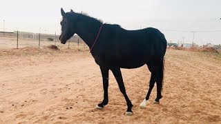 The relationship between horse and the owner  شوف مدى قرب الخيل من صاحبها ! دهماء