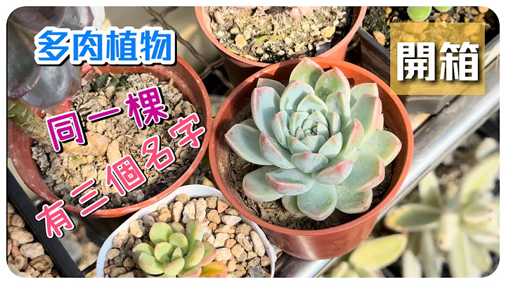 【威霖TV】 终于买到喜欢的肉肉了/多肉植物开箱 - 天天要闻