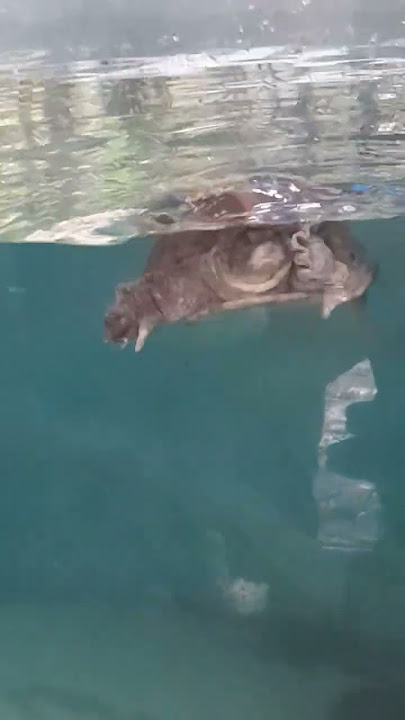 Challooo 🐢  #funnyanimals #funnymoments #funnyvideo #funnyvideos #funnycomedy