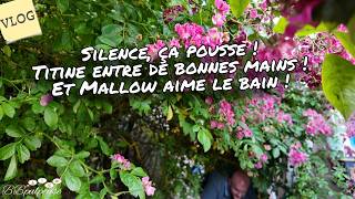 [. VLOG .]  Entre Titine, le jardin et Mallow… quelle journée 😂