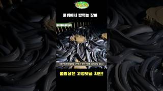 물밖에서 나와서 먹이를 먹는 엄청난 장어떼들