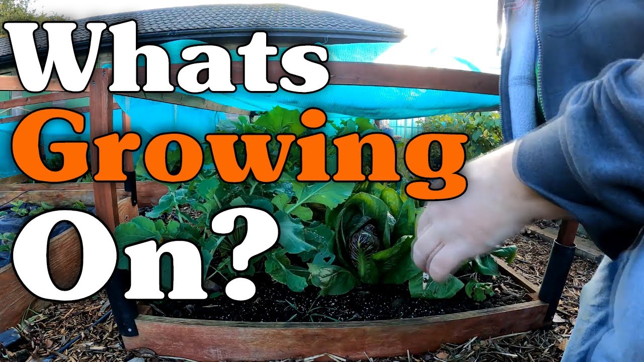 Kitchen Garden Tour For October 2020 Come See What's Growing On YouTube