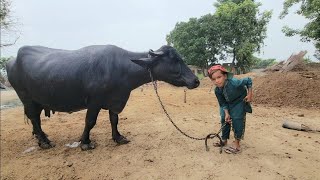 All tie anchor post for cattle | How to dig post hole | Chacha Bhatija |