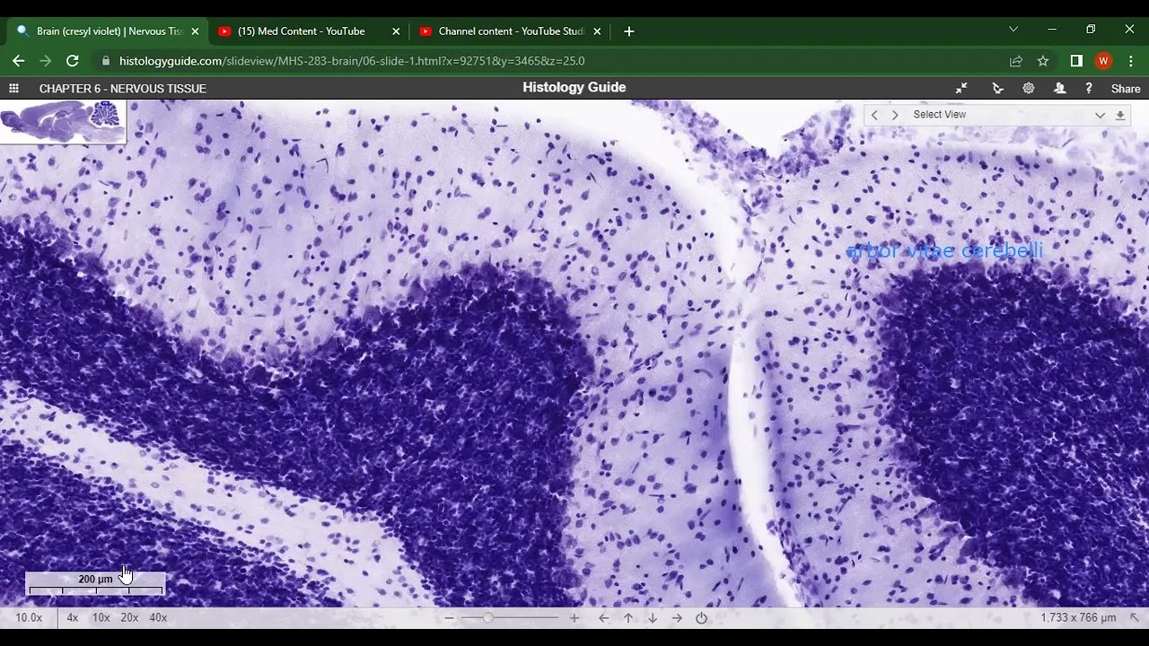 Histological organisation of cerebellar cortex