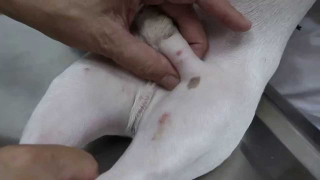 A Young French Bulldog Has Inguinal Hernias You