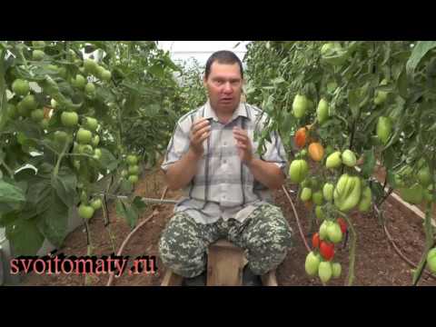 Wideo: Antraknoza Pomidorowa