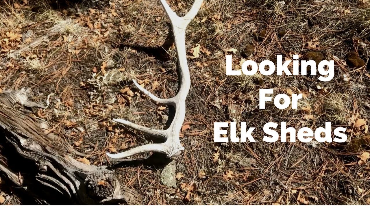 Looking for Elk Sheds First Brown of the Year YouTube