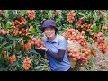 Harvesting rambutan and avocado orchards going to the market to sell lucias daily life