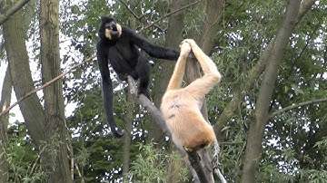 Cute Gibbons Funny, Playing & Climbing | Animals Sound