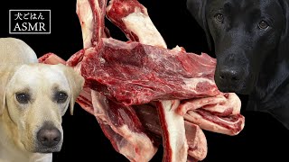 【ASMR  犬ごはん】鹿の骨付き肉が大好きなラブラドールレトリバー/鹿肉生/鹿生骨/Venison/Raw feeding dog/咀嚼音