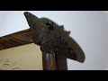 Black Witch Moth - Ascalapha Odorata