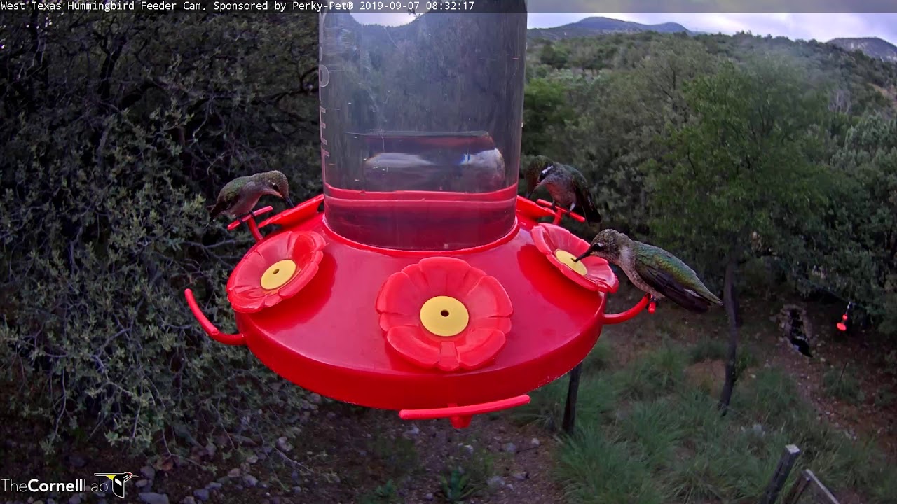 Female Rivoli's Hummingbird Visits New West Texas Hummingbird Cam