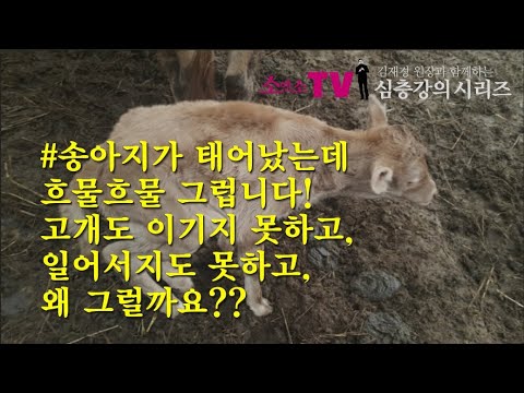 [소앤소TV 심층강의] 특강_허약 송아지 출생 원인과 대처법