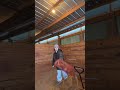 not used to this weather 😅 #western #horse #horsecountry #equestrian #horsebarn #horsegirl
