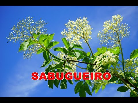 Vídeo: As bagas de sambucus são comestíveis?