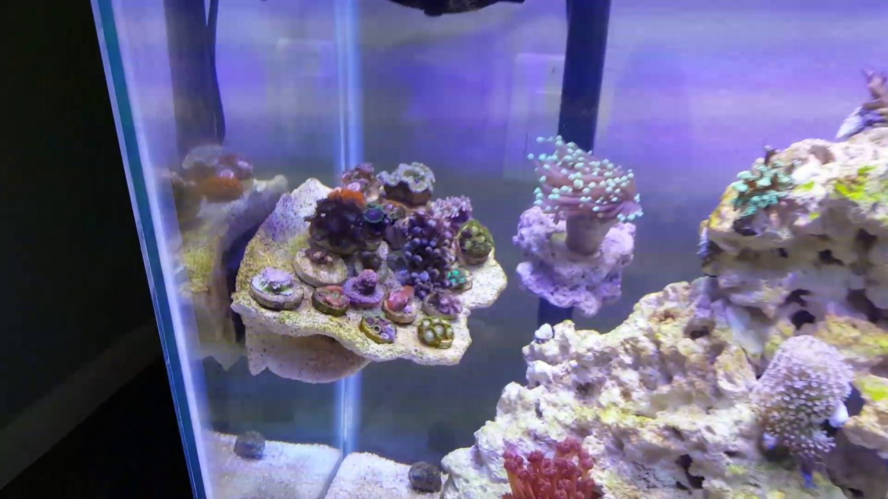 45g Salt Water Reef Tank Aquarium Update 4/23/17