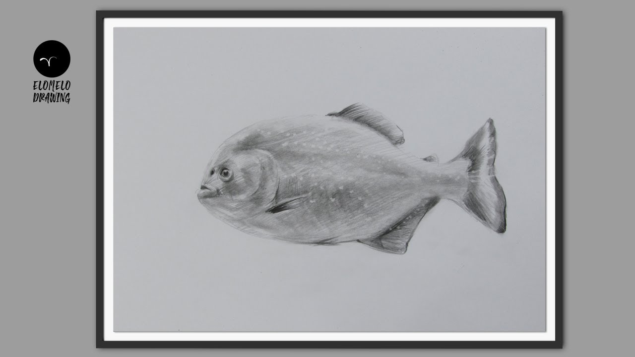 How To Draw A Red Belly Piranha Fish, Pencil Sketch