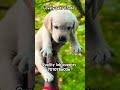 Lab puppies in #erode 7010786036. #petshub #trendingshorts #covaipuppies #salempuppies #karurpuppies