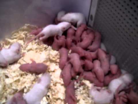 Reptile Super Show - Pomona Fairplex '11 Baby Mice - YouTube