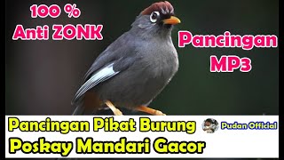 SUARA PANCINGAN PIKAT POSKAY MANDARI GACOR - PIKAT BURUNG EKO-EKO