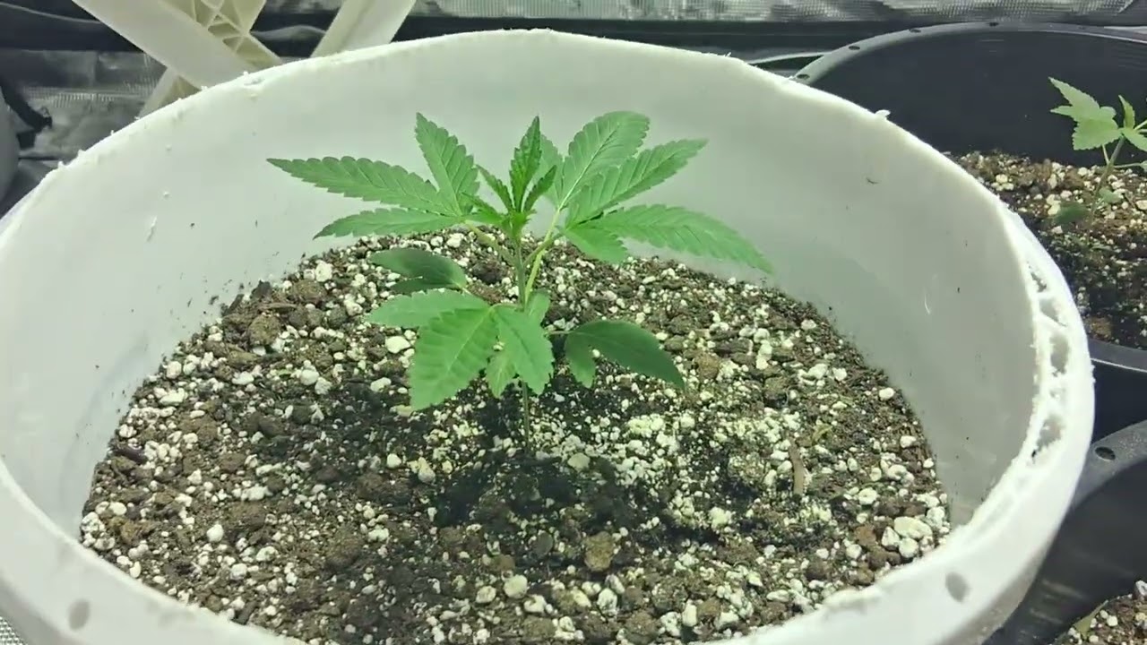 Skywalker kush - starkiller-scotts og