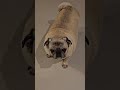 “Ela pode ser pequenininha, mas ocupa um espaço gigante no meu coração… minha pug linda.