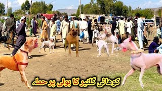 Kohat Biggest Dog Mandi - Kohati Gultair Vs Bully Kutta - Top Cl Dogs Market